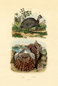 Coquille Saint-Jacques, 1833-39